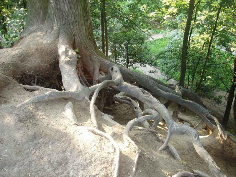 Лабиринт корней Корень