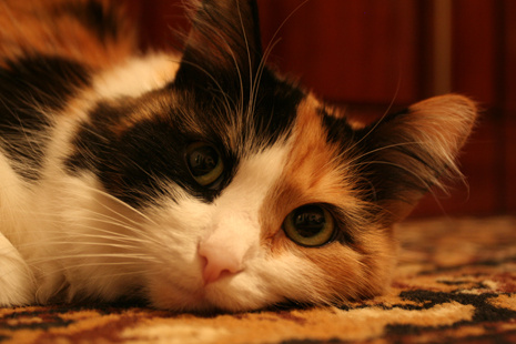 Her Majesty кошка cat