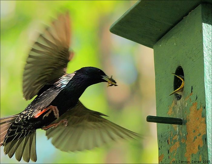 Скворец обыкновенный (Sturnus vulgaris) скворец, птенцы