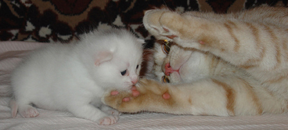Отец и сын Котята