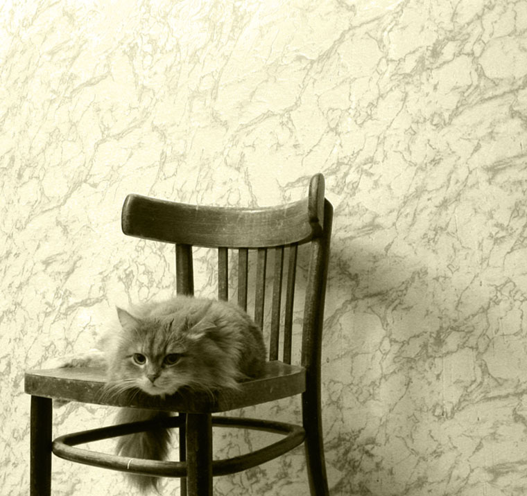 Mein Kater 3 кот
