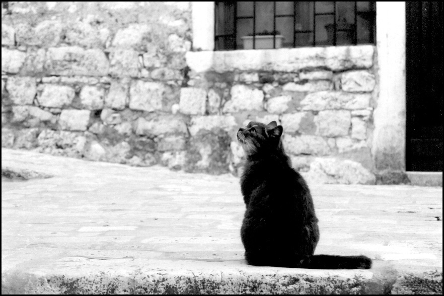 cat коты улицы животные