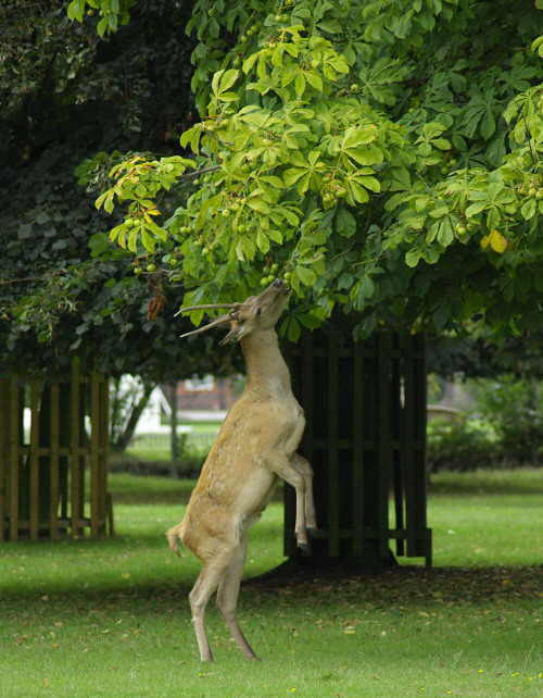 mmm yami! deer park