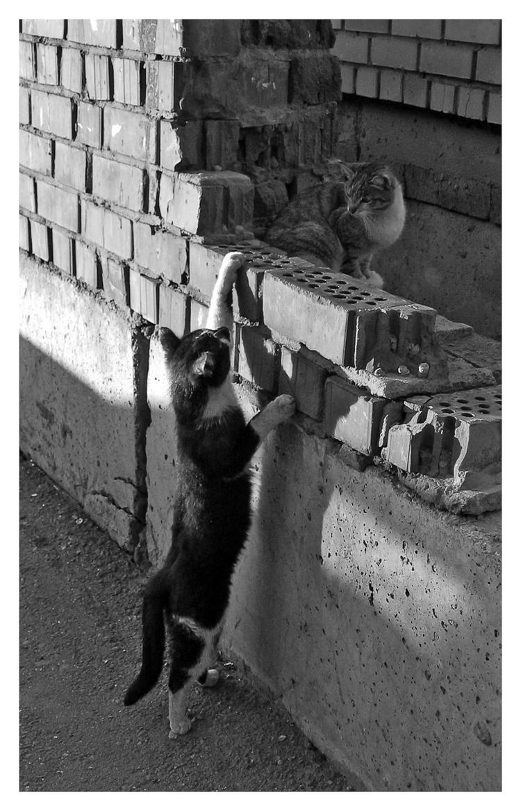 Кошаки кошаки