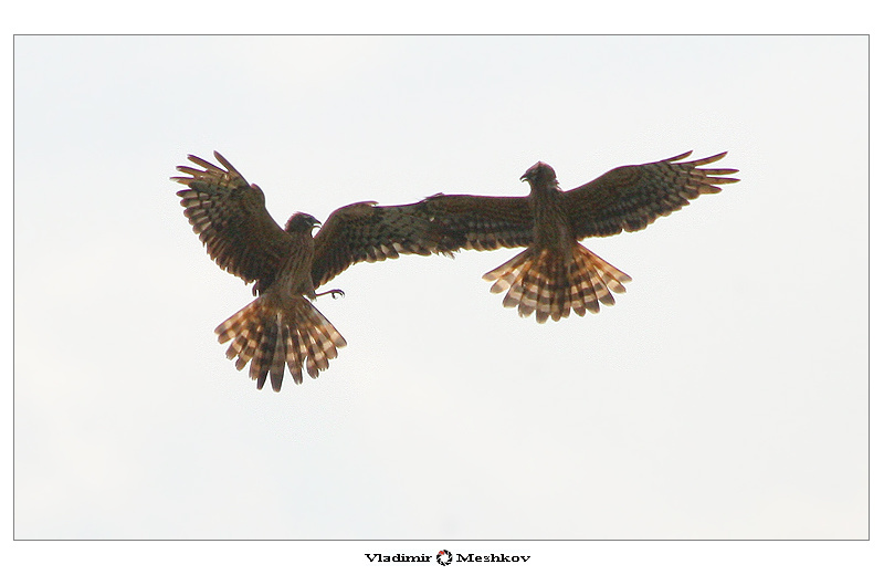 Dances in the sky (P1)... 