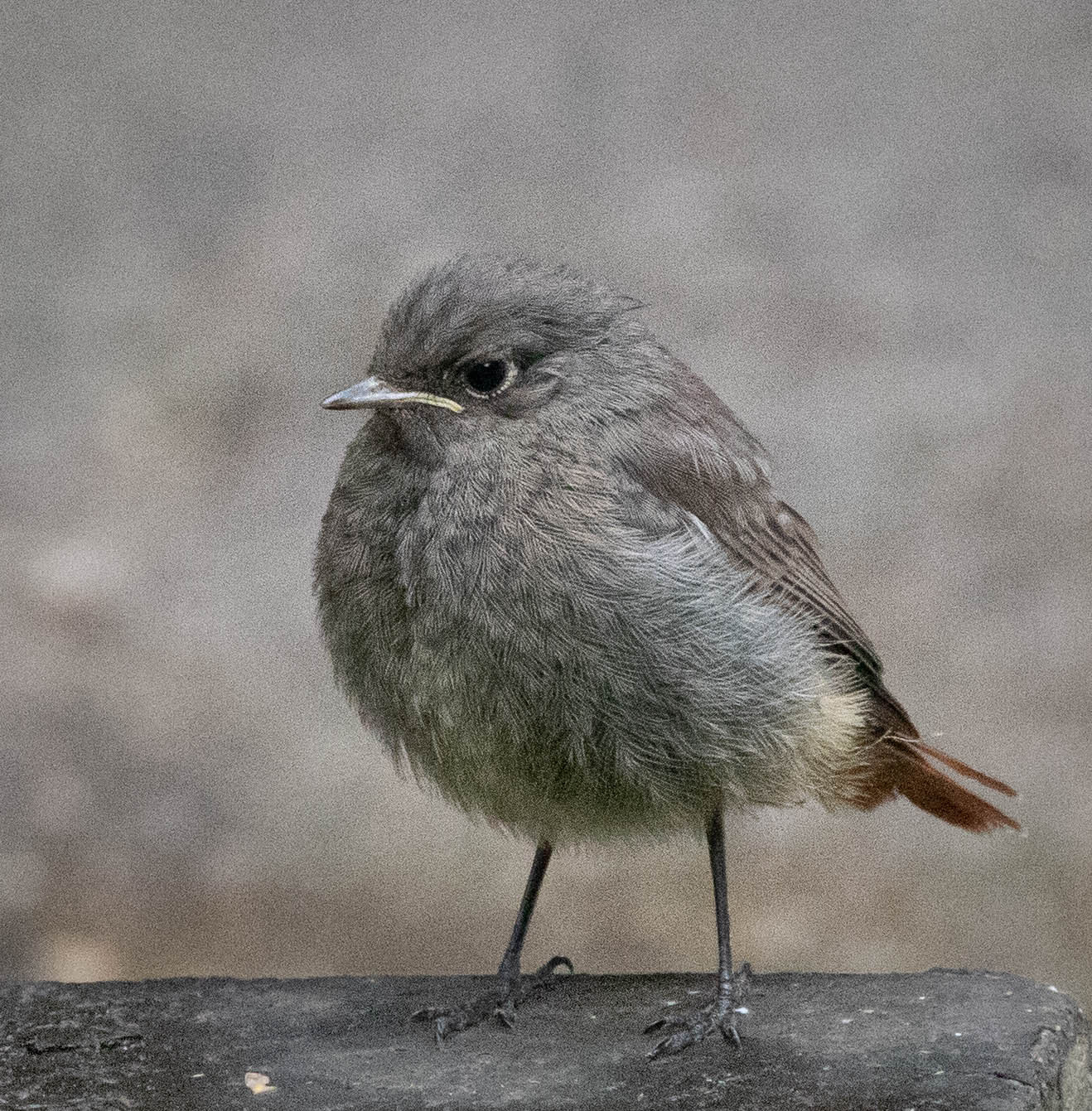 Призадумался горихвостка redstart