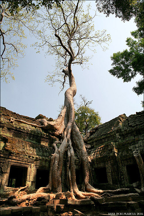 Та Пром | Cambodia | 2006 