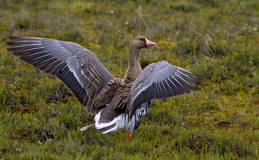 Следуй за мной Белолобый гусь, Anser albifrons, Greater White-fronted Goose, Tobseda, Barents Sea, Arctic