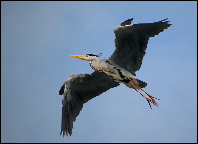 .. FlY FREE , Brother .. 