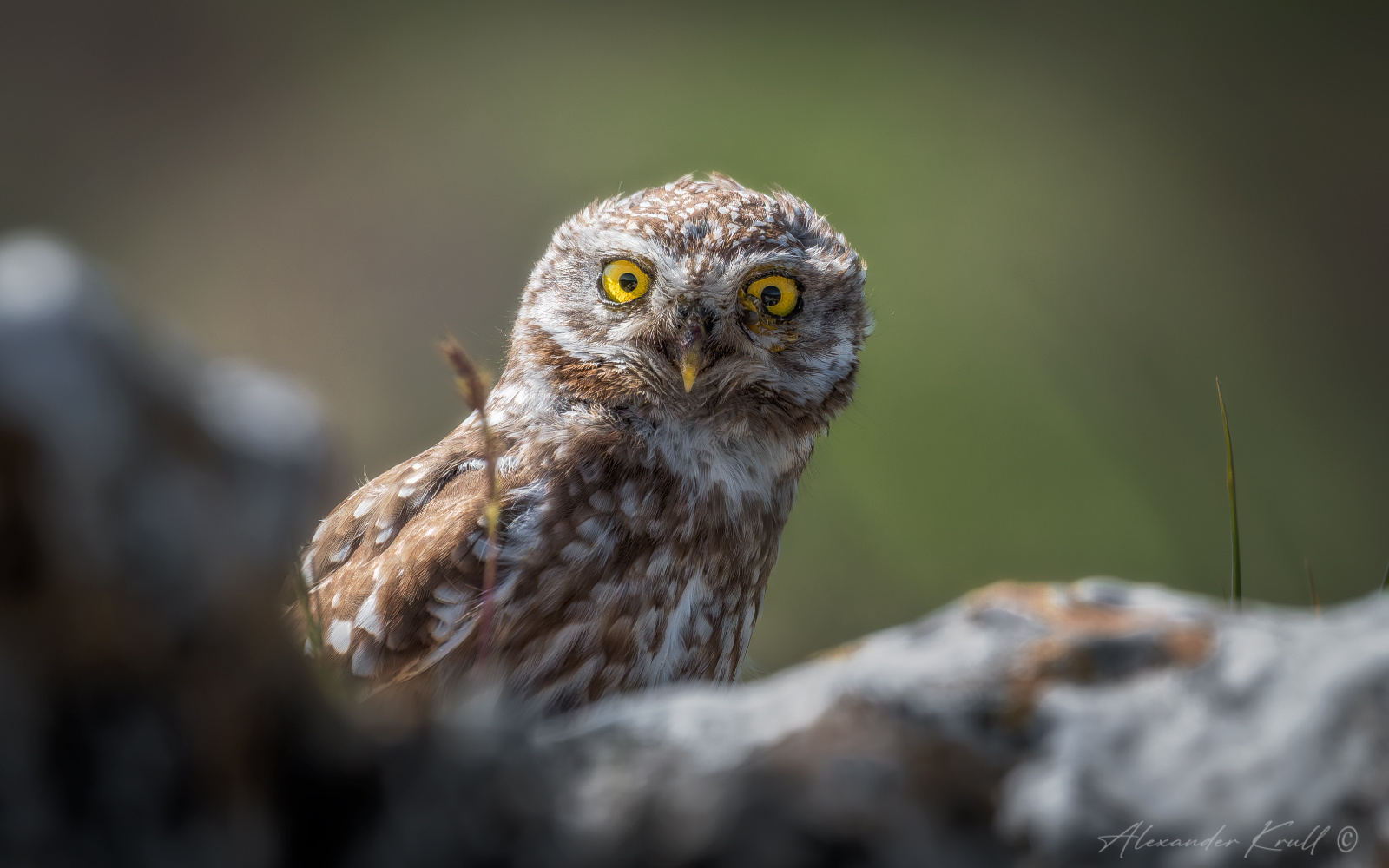 Прятки сыч домовый сова athene noctua