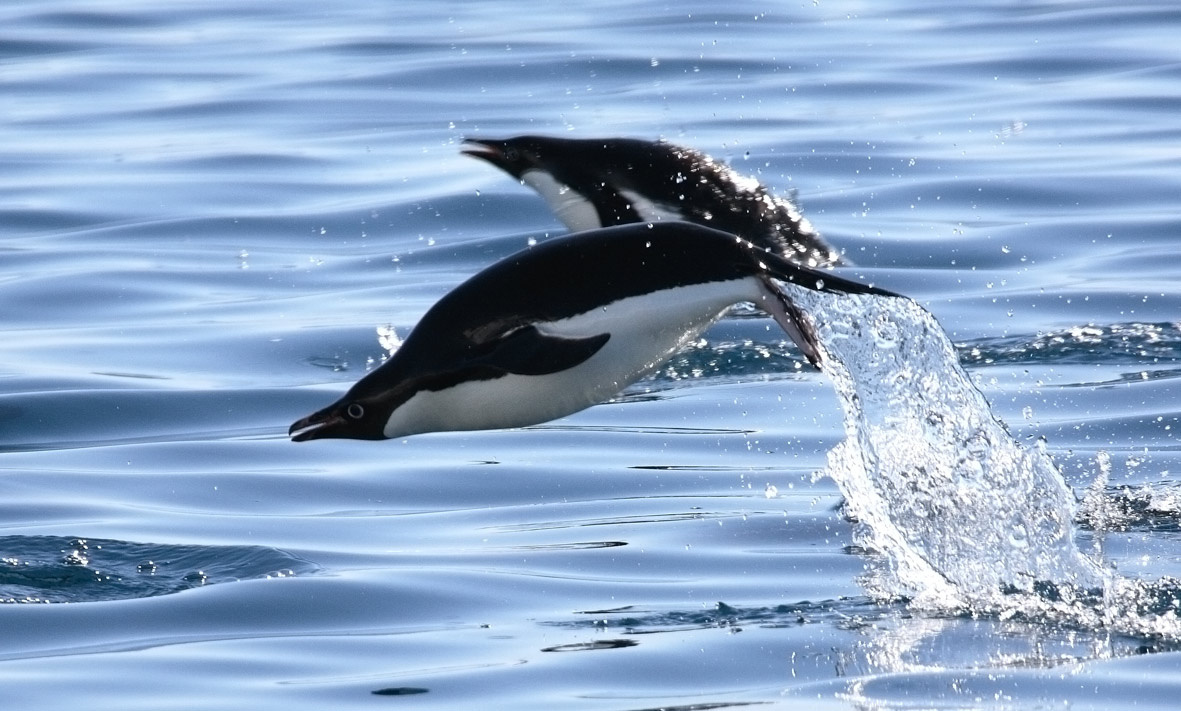 Who has told that penguins do not fly? Jamping penguins