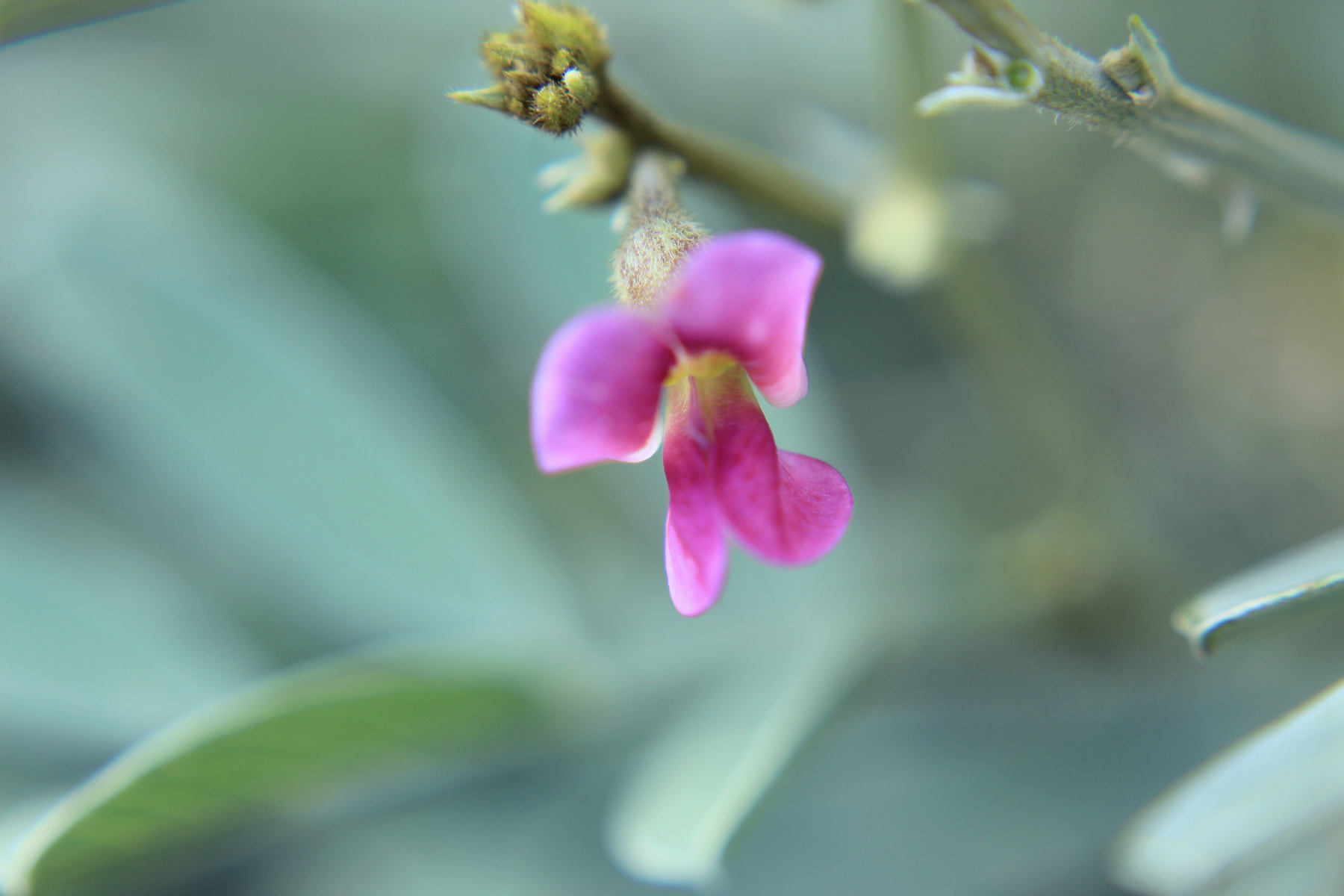 Mountain Flower Flower