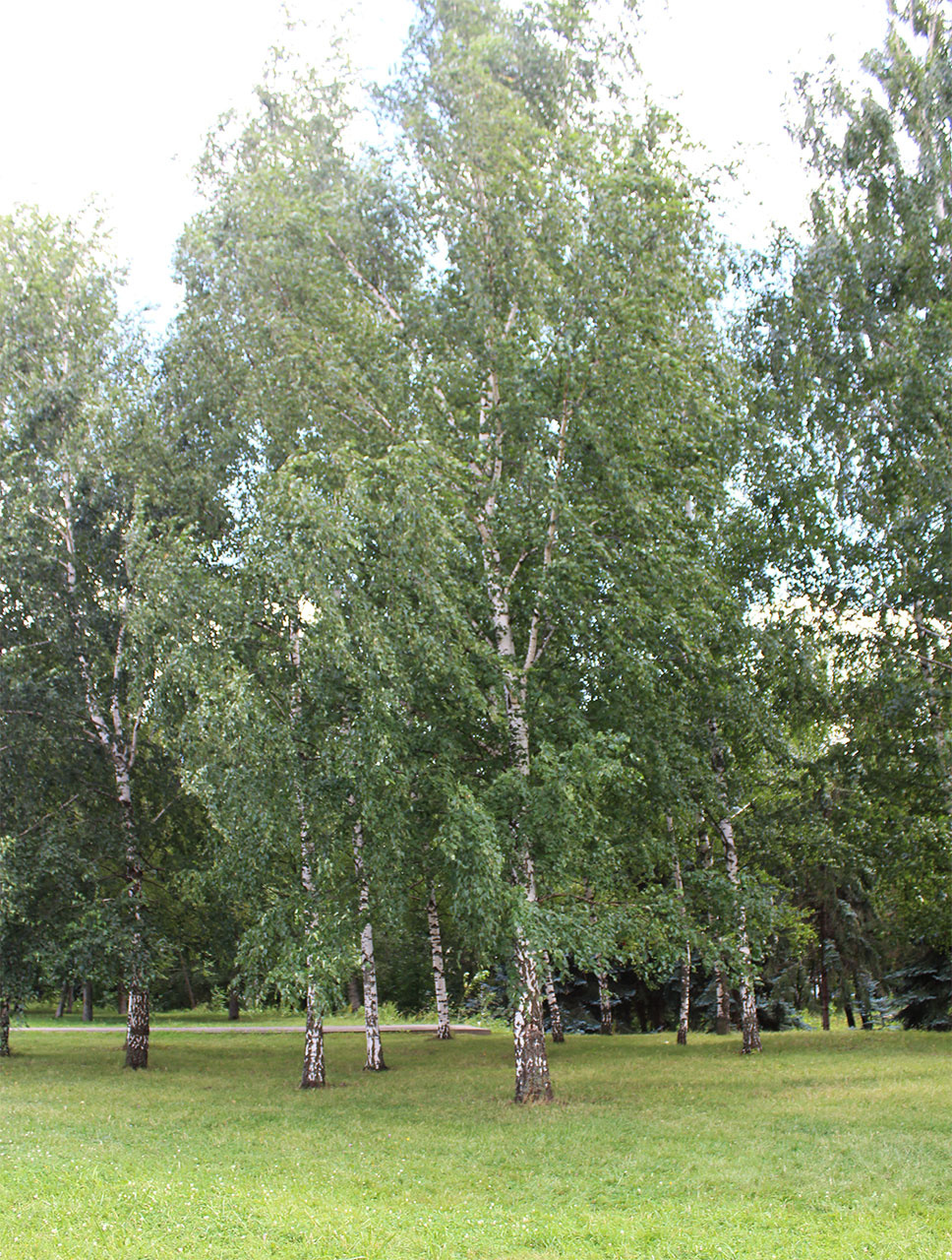 Берёза 