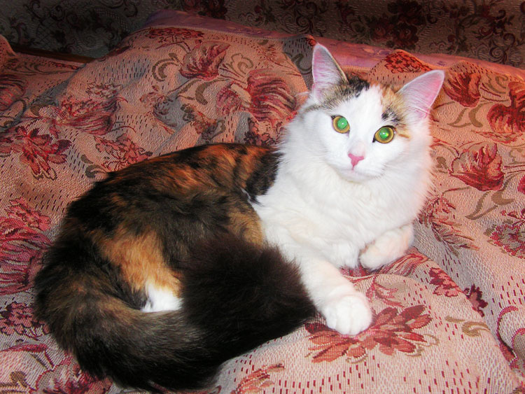 the_Cat 