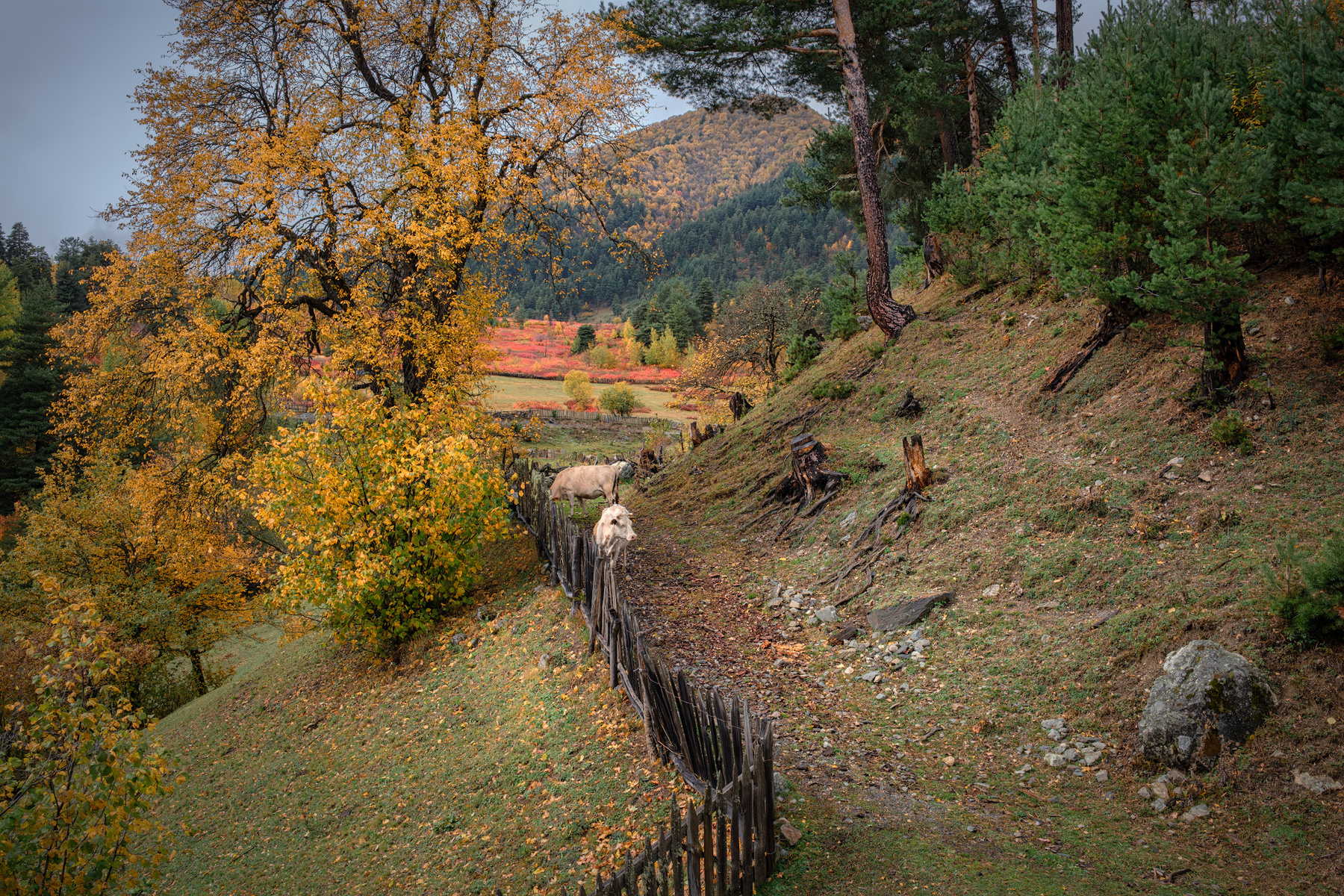 Tsvirmi Autumn With White Cows svaneti tsvirmi fall autumn cows fence trees mountains clouds sky nature landscape scenery travel outdoors georgia sakartvelo chizh