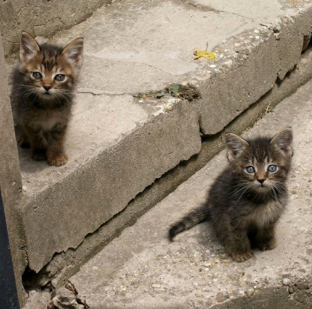 Глазами котенка 