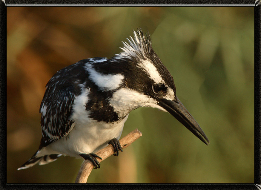 Kingfisher II Kingfisher