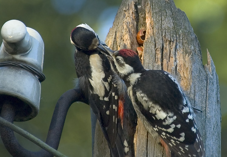Ранний завтрак на кузнице Большой пестрый дятел, Great Spotted Woodpecker, Dendrocopos major