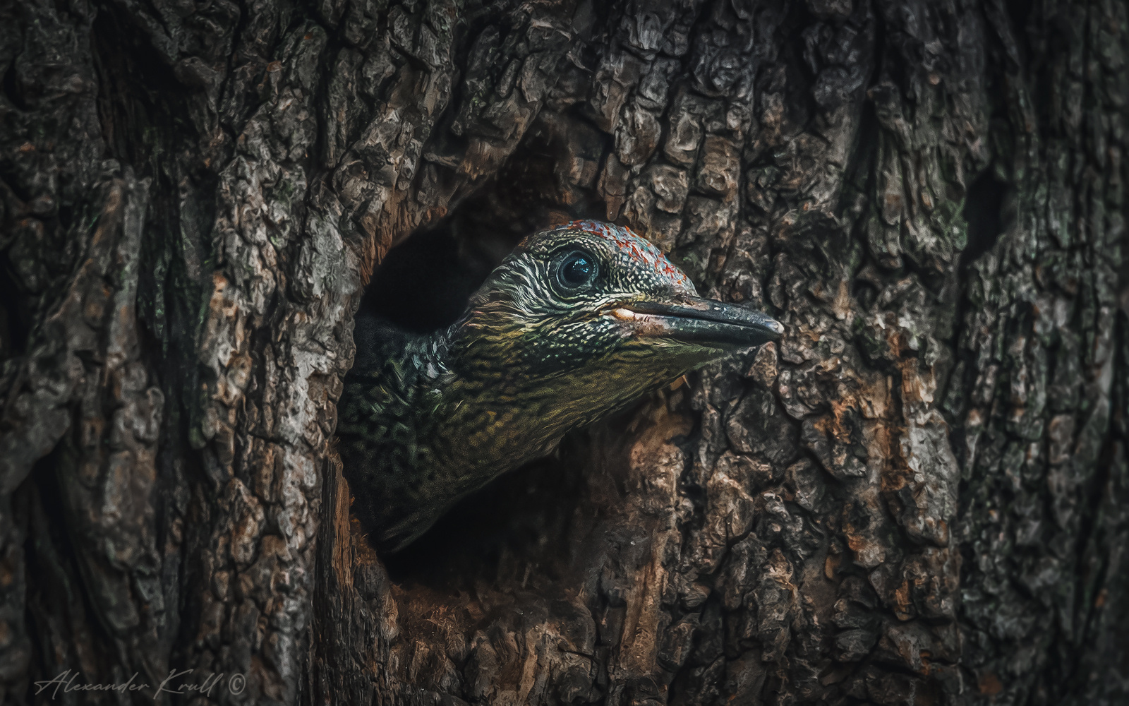 Ждун дятел зеленый picus viridis