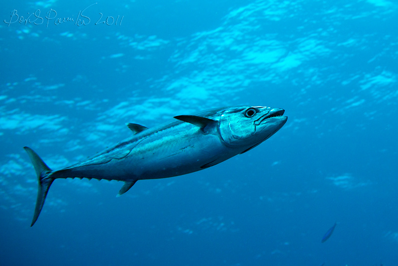собакозубый тунец собакозубый тунец dogtooth tuna Maldive Мальдивы anion 