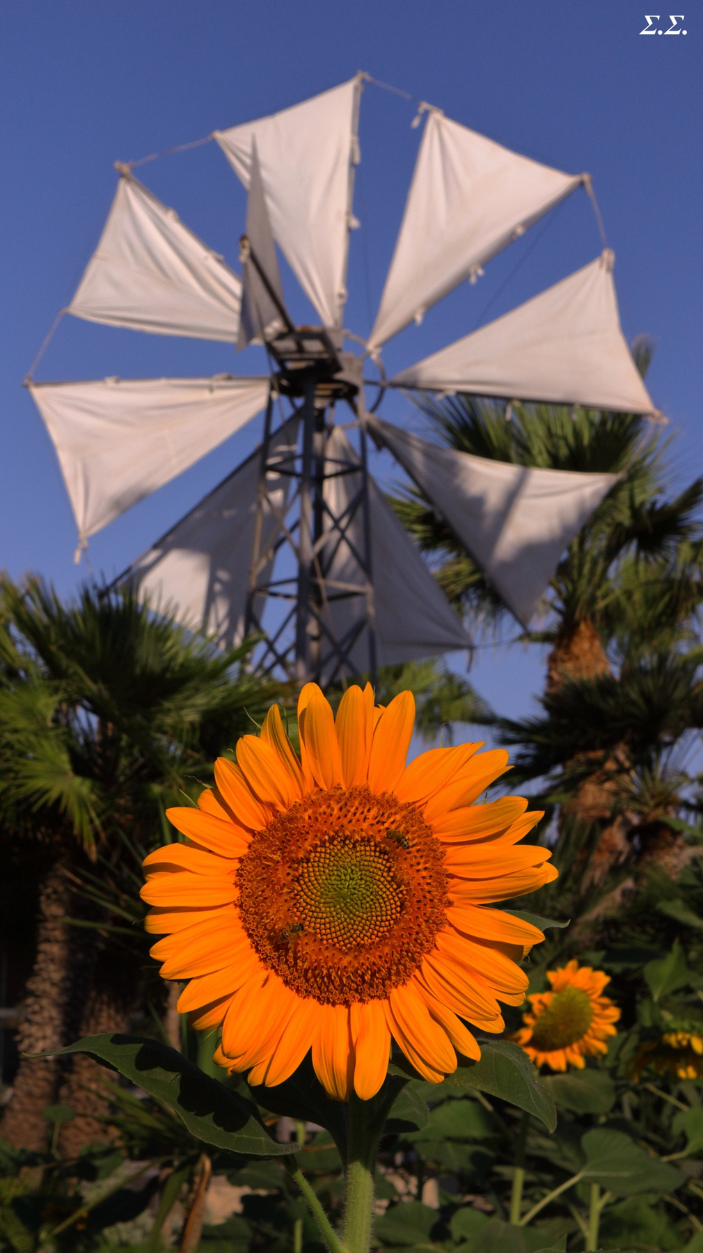 THE SUNFLOWERS THE BEES AND THE WINDMILL 