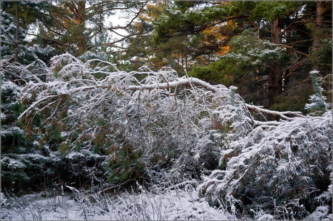 Снежок Первый снег, лес