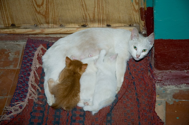 один я Рыжий кошка котята