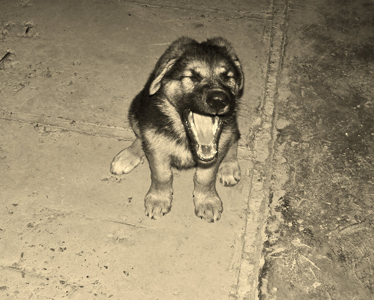 Юджина собака, юджина, овчарка