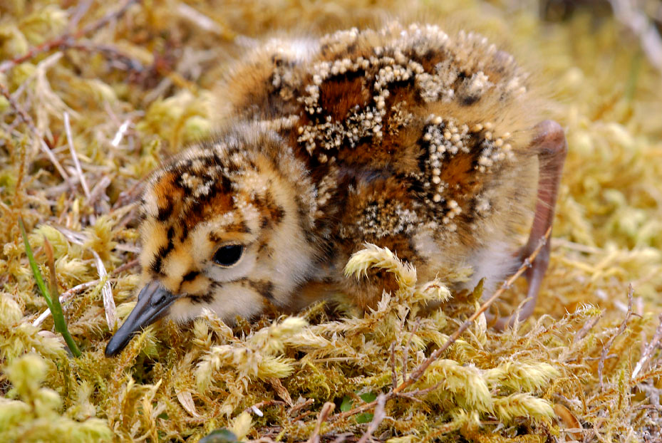 Стоп кадр Берингийский песочник, Calidris ptilocnemis, Остров Св. Георгия, о-ва Прибылова, Rock Sandpiper, St. George Island, the Pribilofs, Bering Sea, Alaska