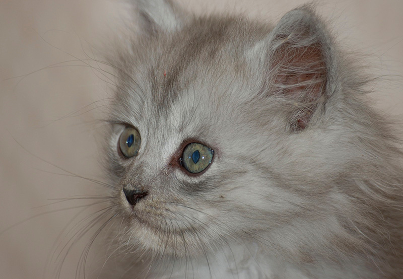 Портрет котёнка 