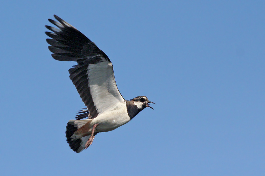 Чибис (Vanellus vanellus) чибис Vanellus vanellus полёт