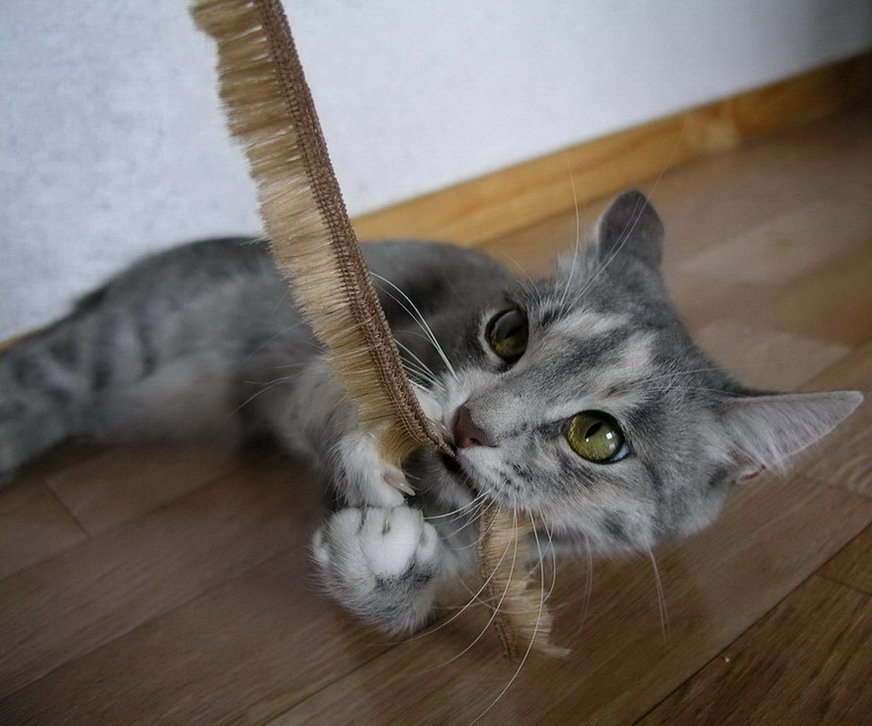 отдай!...ведь заберу! домашние животные