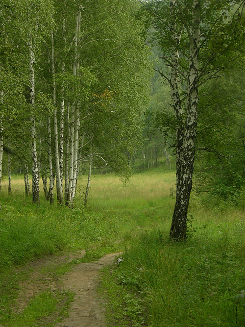 Загородная роща 