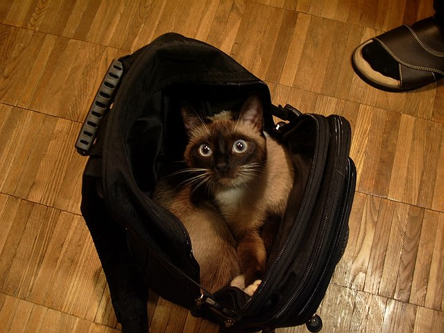 Кошка в рюкзаке кошка