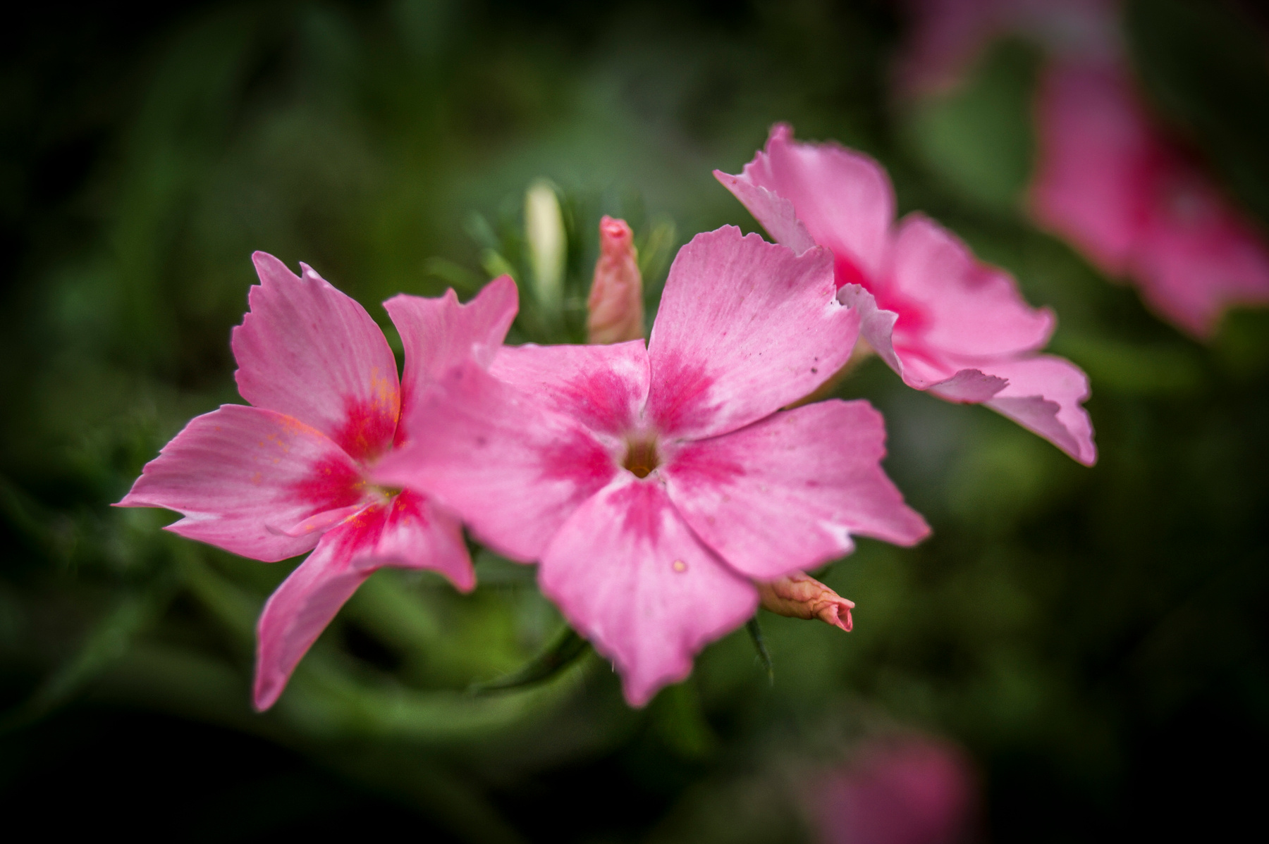 *** флоксы
