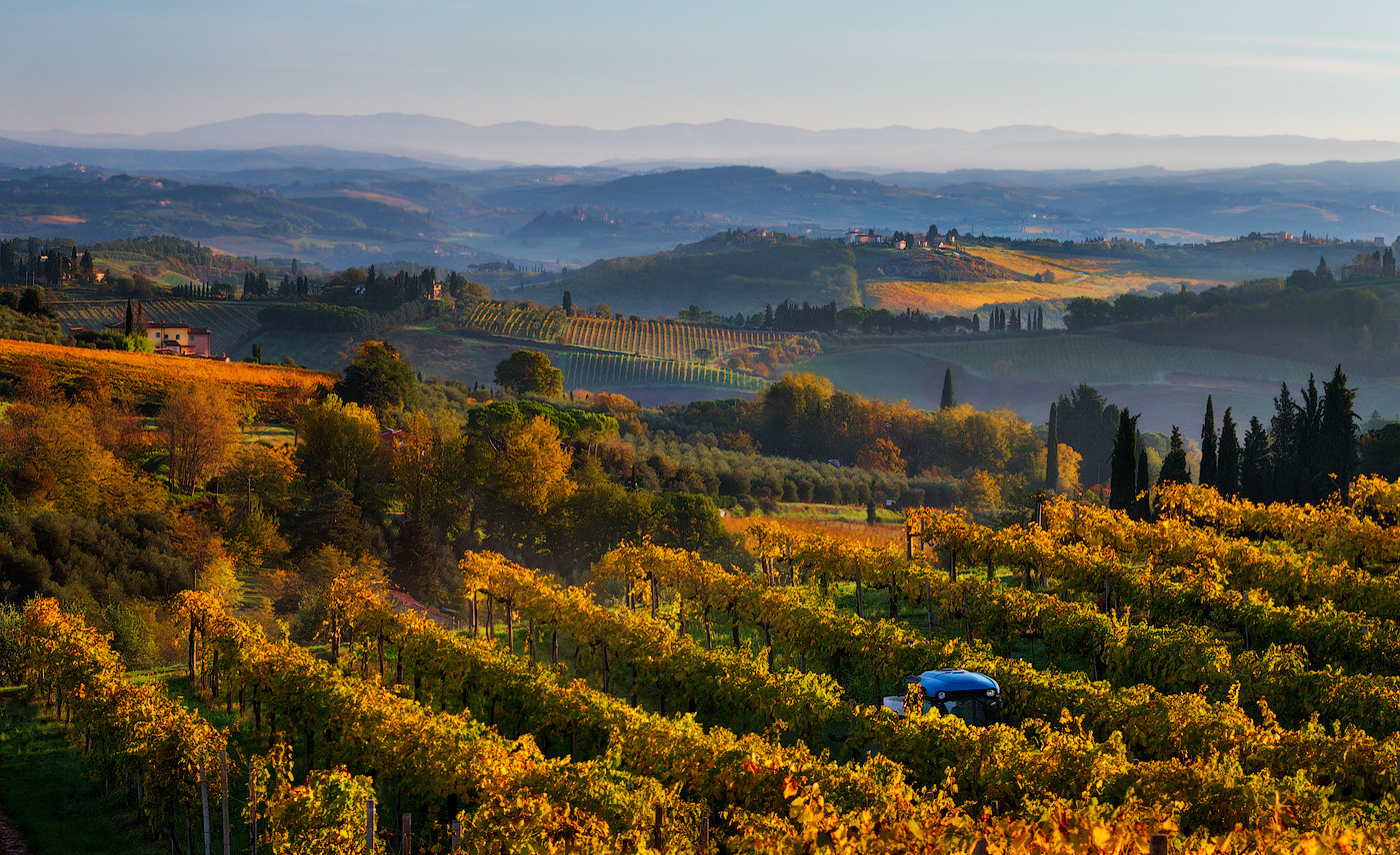 Tuscan vineyards Italy, Tuscany, early morning, vineyards