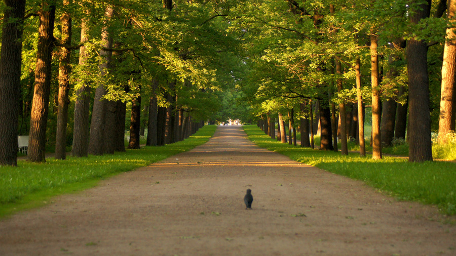 The Way 