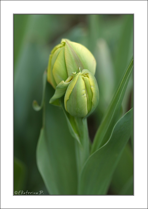 Spring came flower spring green macro