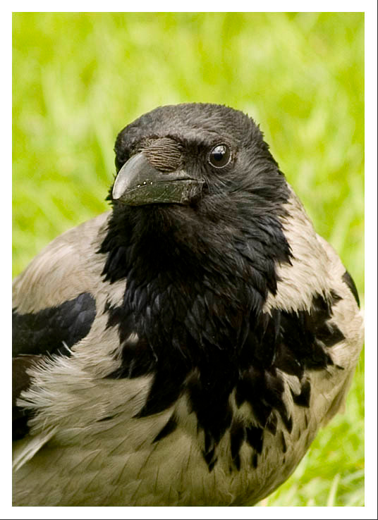 Портрет каркуши ворона, crow, птицы