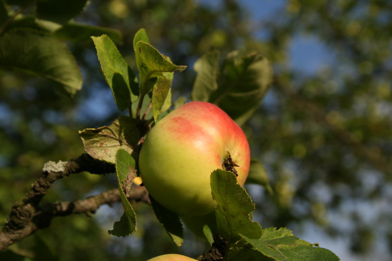 яблочко как есть apple яблоко