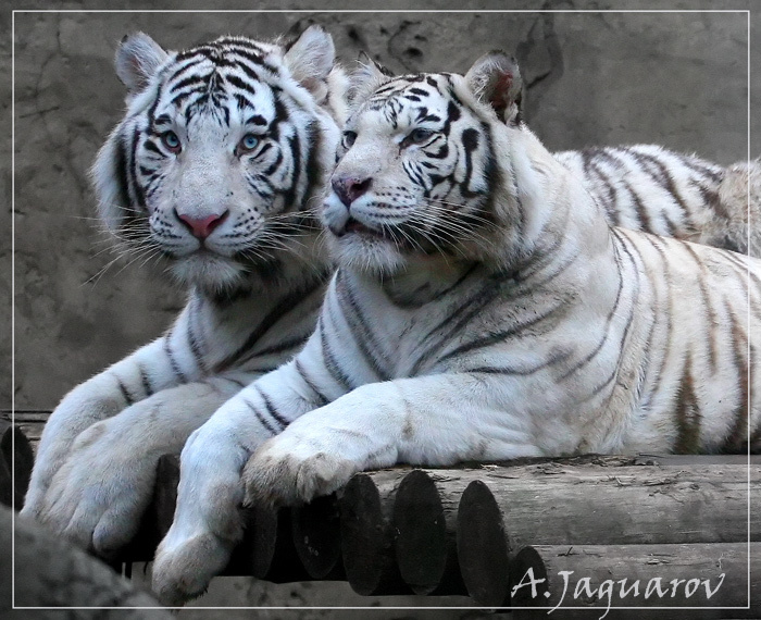 Лучший сын на свете!!! tiger тигры белые