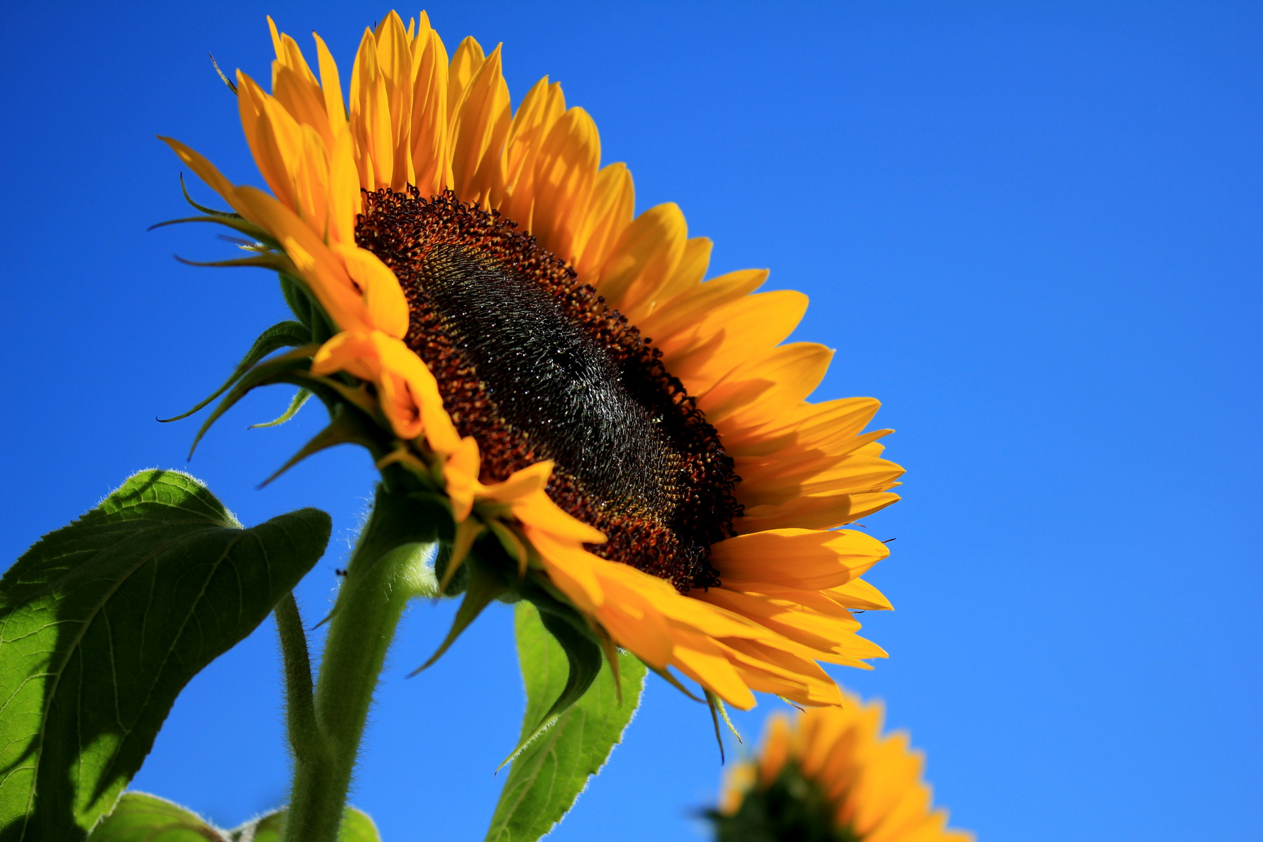 Sonnenblumme 