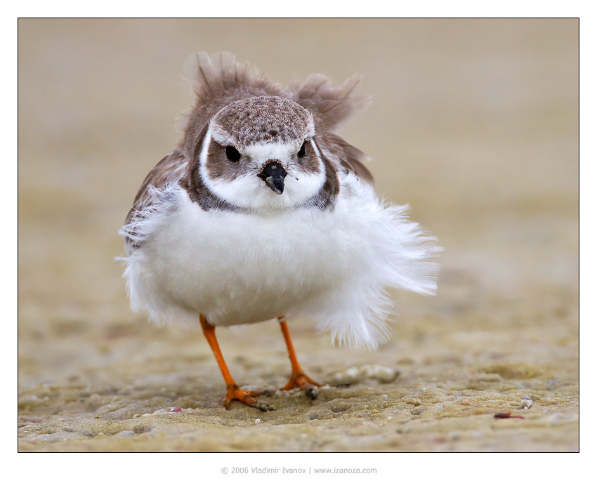 Мэрелин Монро перепончатопалый галстучник semipalmated plover Florida US Marilyn Monroe