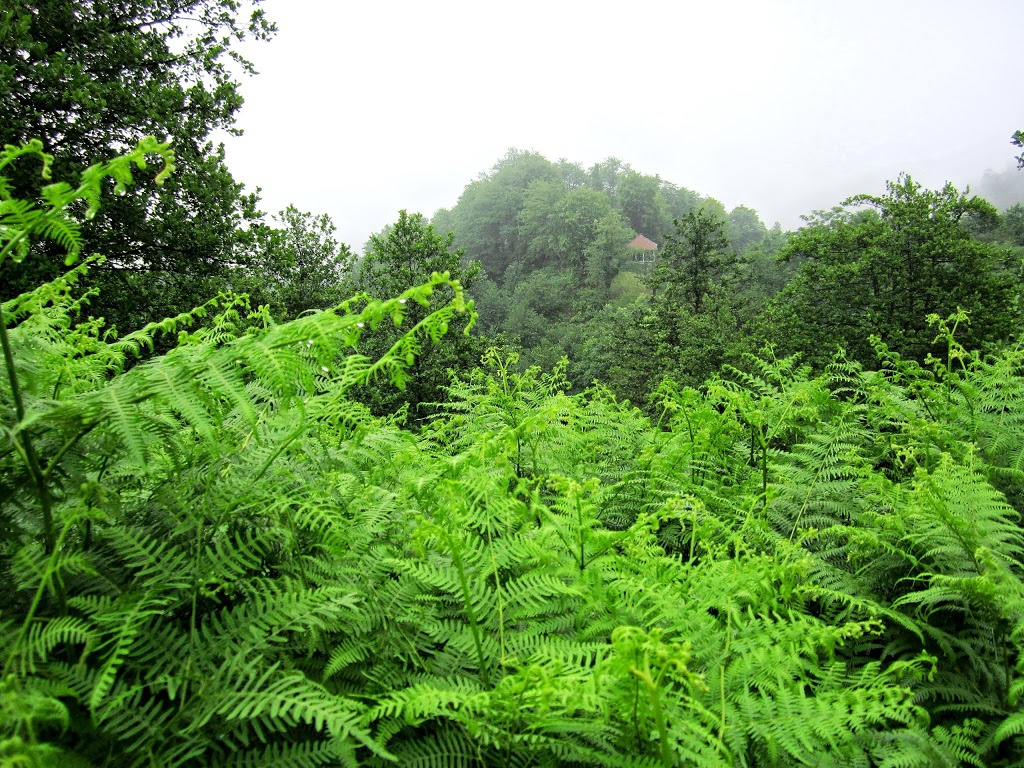 Guria,Erketi. Erketi Guria Georgia Travel Nature Туризм Природа Кавказ Грузия Гурия 