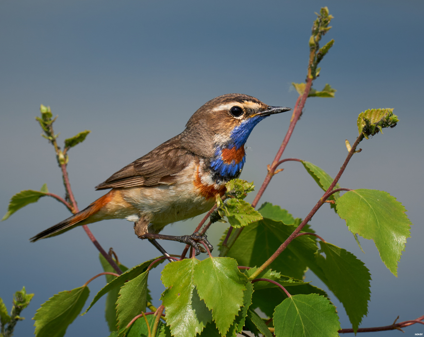 Варакушка (Luscinia svecica).jpg ангарск птицы природа