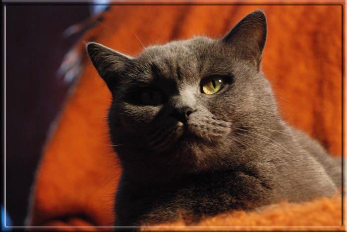 Одноглазая Джо ) кошка