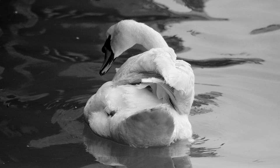Темная.. или светлая сторона? swan