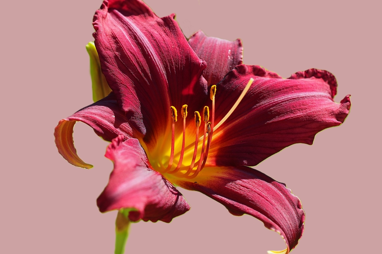 Hemerocallis Bourbon Kings Лилейник лето макро краски июнь цветок природа Hemerocallis