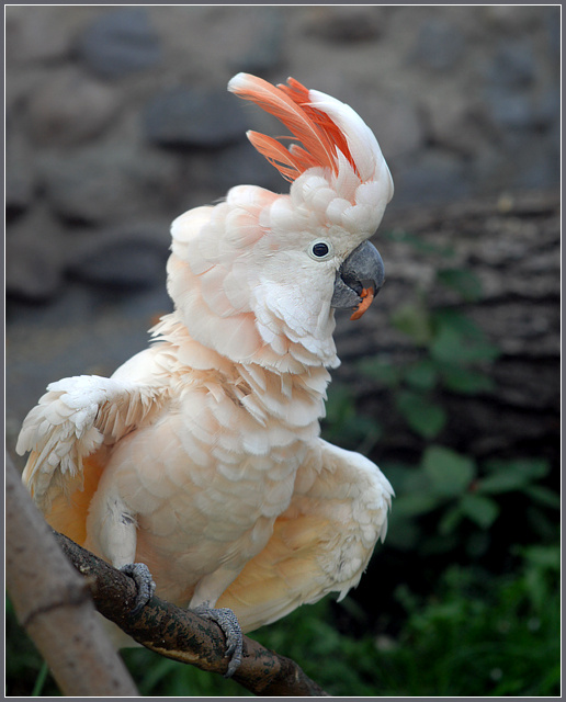 Я страшен в гневе! молуккский какаду Cacatua moluccensis