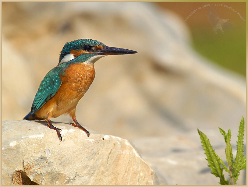Common Kingfisher 